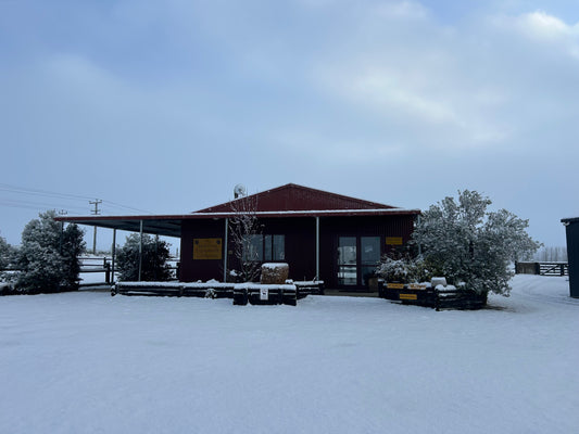 Snow Day Vibes at Real Dog