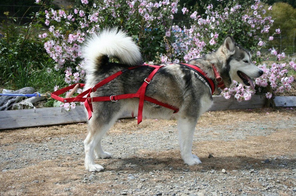 Weight Pull Harness
