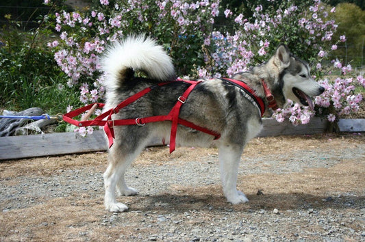 Weight Pull Harness