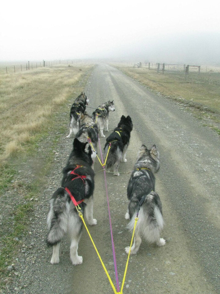 X-Back Sled Dog Harness