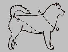 X-Back Sled Dog Harness