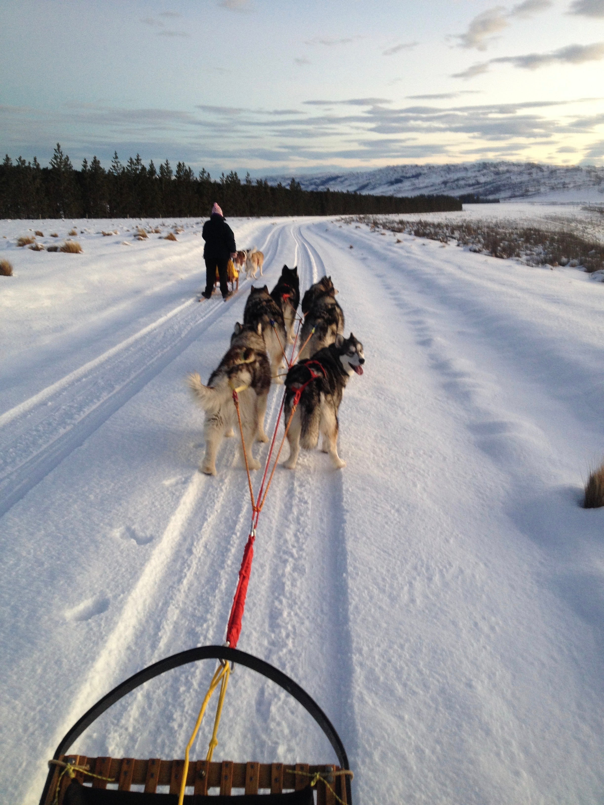 Sled Dog Supplies – Real Dog Shop