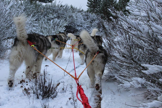 3 or 4 Dog Gangline