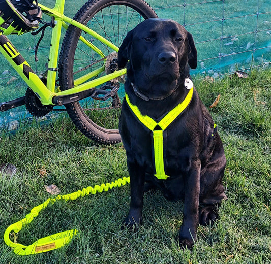 Canicross / Running Harness