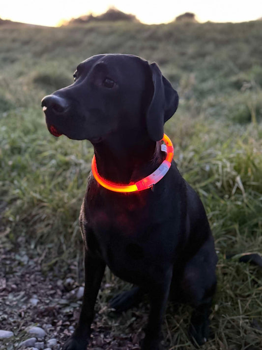 LED Collar - Rechargable