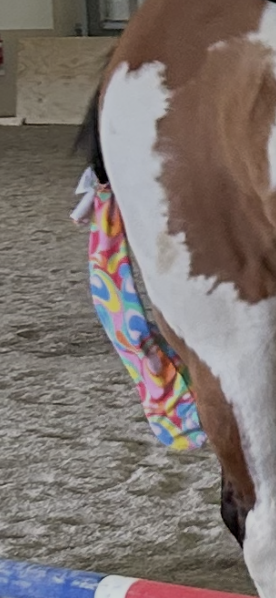 Tail Bags