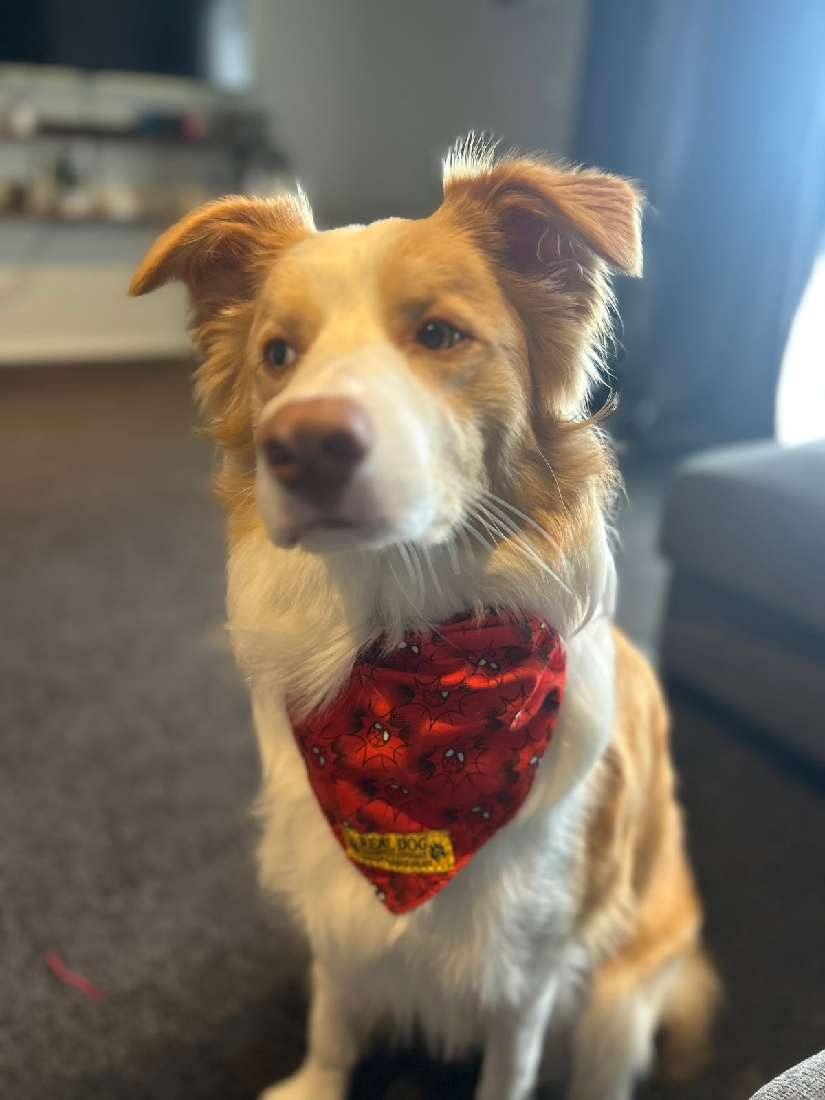 Dog Scarf