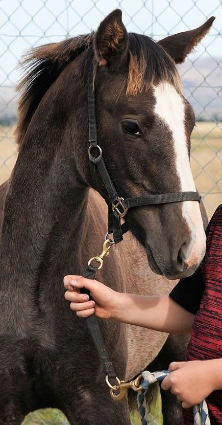 Handy Foal Lead