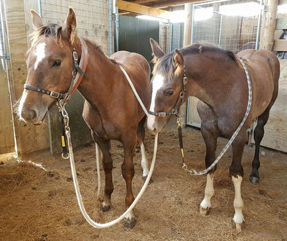 Handy Foal Lead