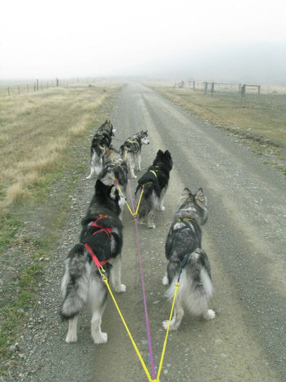 X-Back Sled Dog Harness